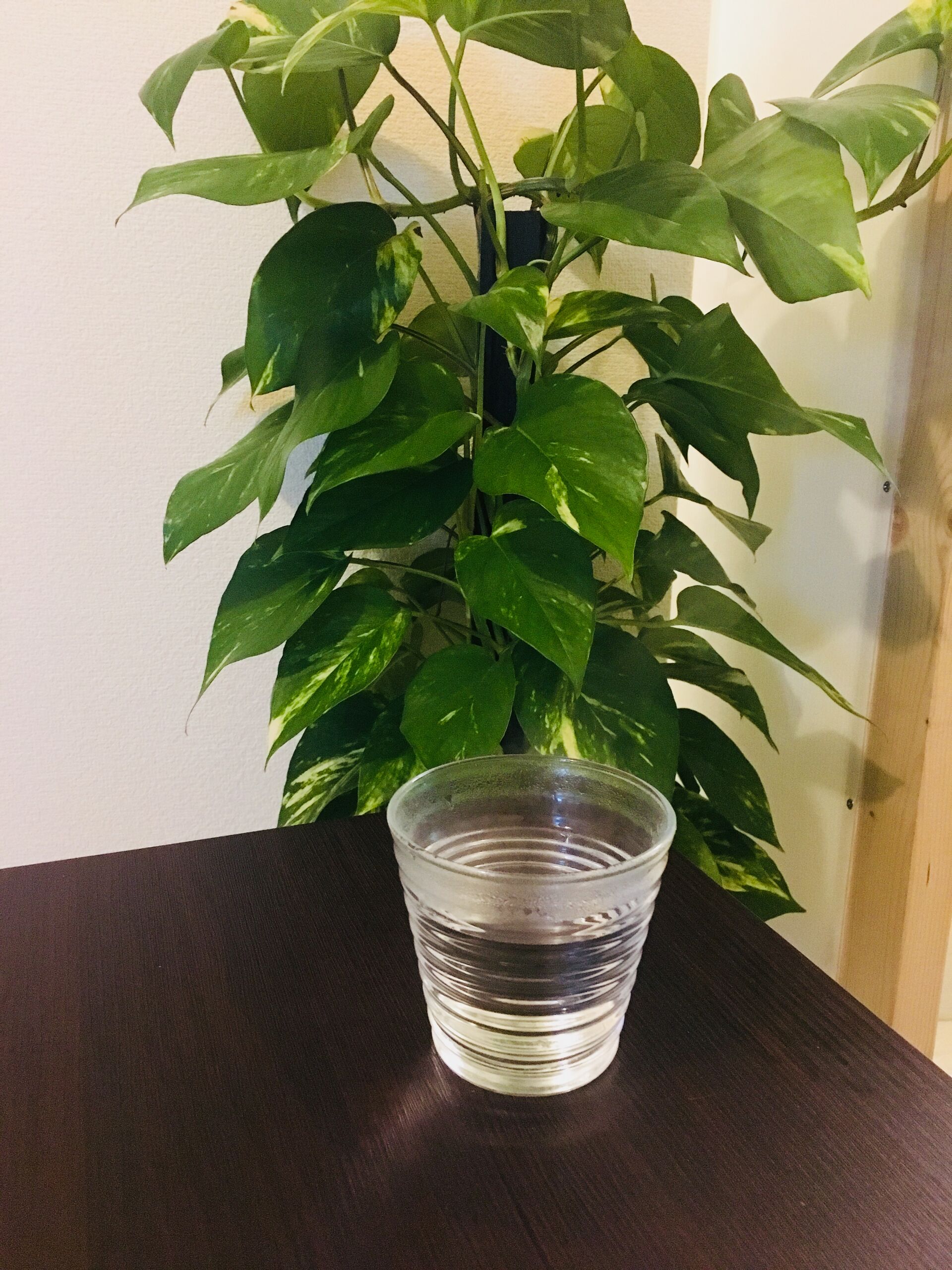 就寝前の白湯