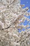 桜満開！