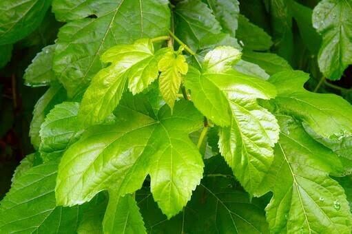 桑の葉茶