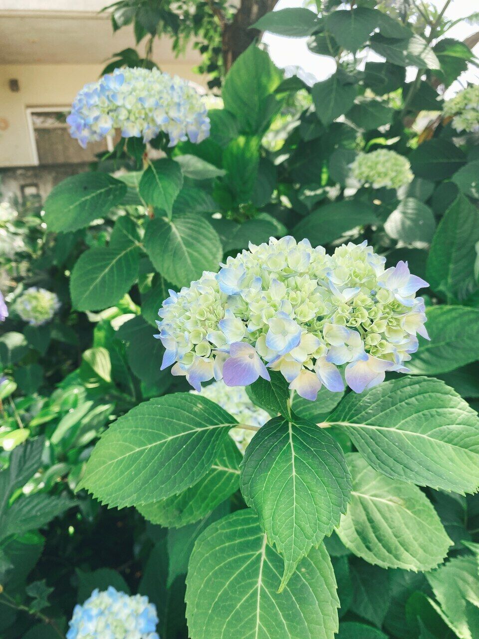 そろそろ紫陽花の季節＊