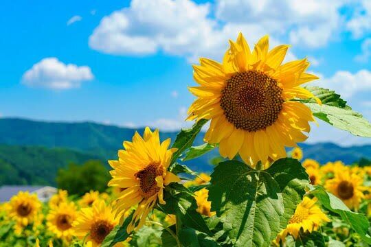 夏休みシーズン到来！