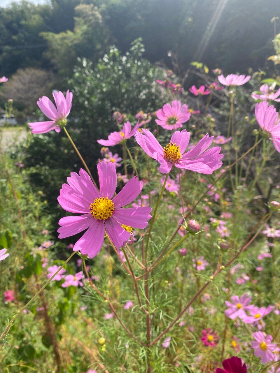 秋の花～コスモス～