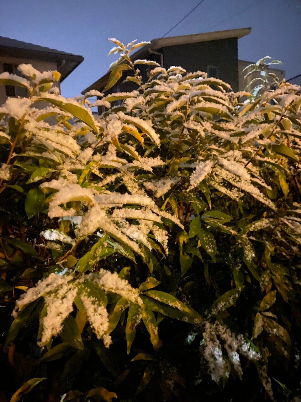 雪と金柑