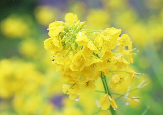 菜種梅雨