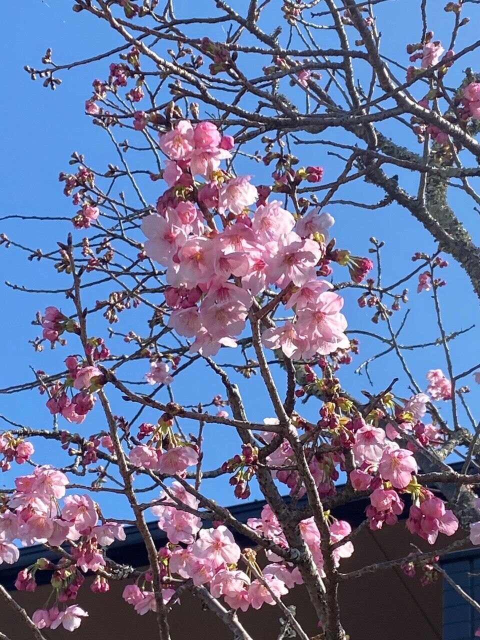 春を見つける＊