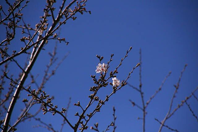 桜の開花宣言