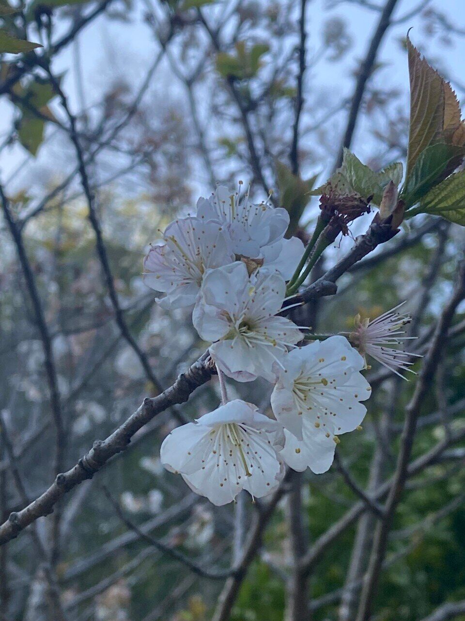3月 残りわずか
