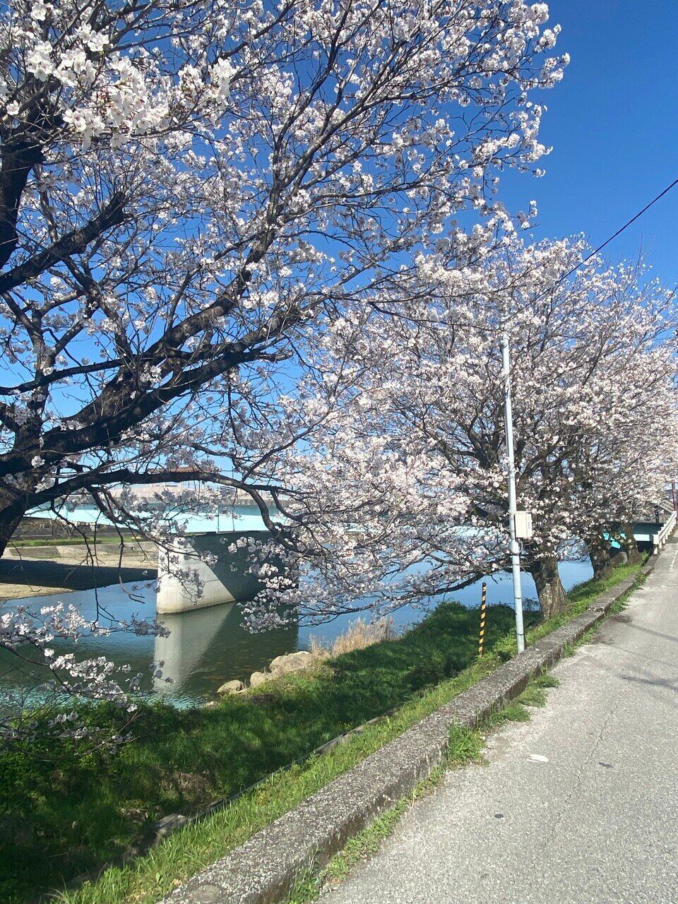 近場でお花見気分♪