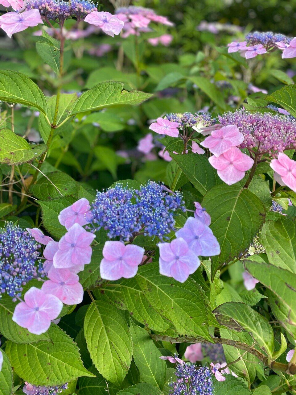 今日から6月