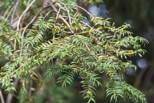 榧木の香り